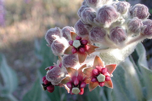 Asclepias californica